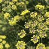 フェンネル(ウイキョウ)の花言葉｜花の種類や効能、食べ方は？の画像
