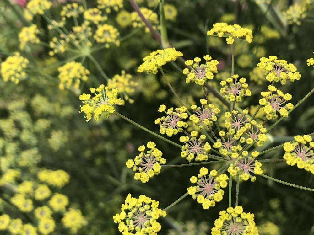 フェンネル ウイキョウ の花言葉 花の種類や効能 食べ方は Greensnap グリーンスナップ