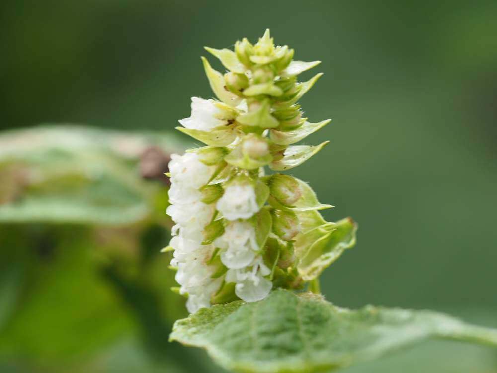 エゴマ 荏胡麻 の花言葉 葉の効能や栄養 花の特徴は Greensnap グリーンスナップ