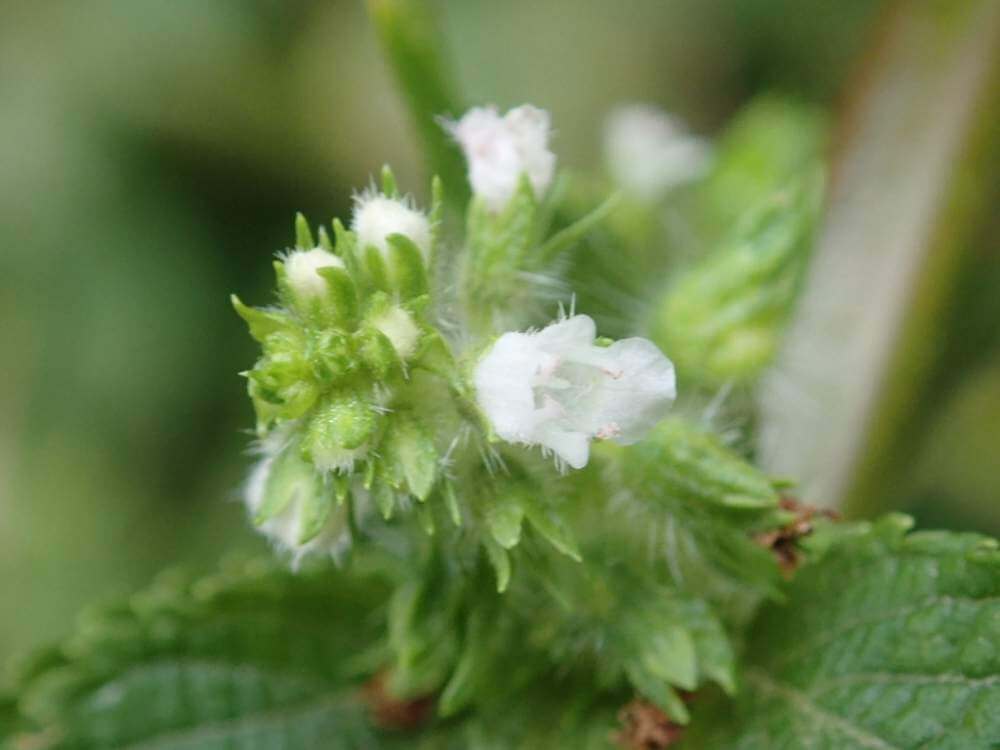 エゴマ 荏胡麻 の花言葉 葉の効能や栄養 花の特徴は Greensnap グリーンスナップ