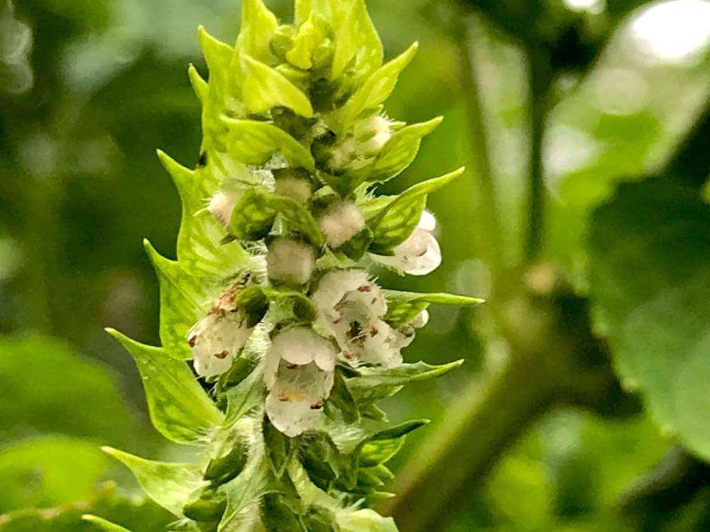 エゴマ 荏胡麻 の花言葉 葉の効能や栄養 花の特徴は Greensnap グリーンスナップ