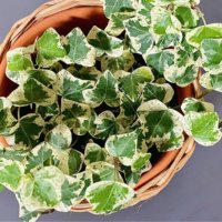 アイビー(ヘデラ)の育て方｜植え替えと剪定の方法は？枯れる原因と対処方法はなに？の画像