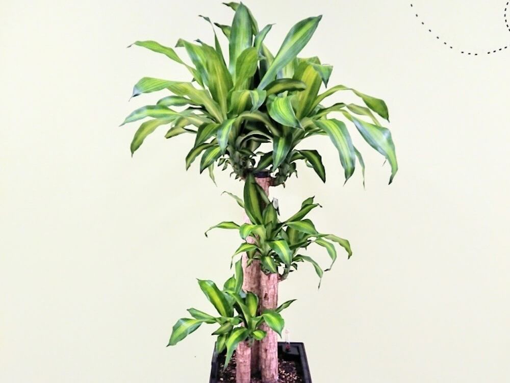 日当たりが悪い部屋におすすめ 日陰でも育つ耐陰性の高い観葉植物16選 Greensnap グリーンスナップ