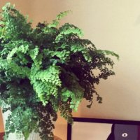 アジアンタムの育て方｜水やり頻度は？植え替えの方法や使う土は？の画像