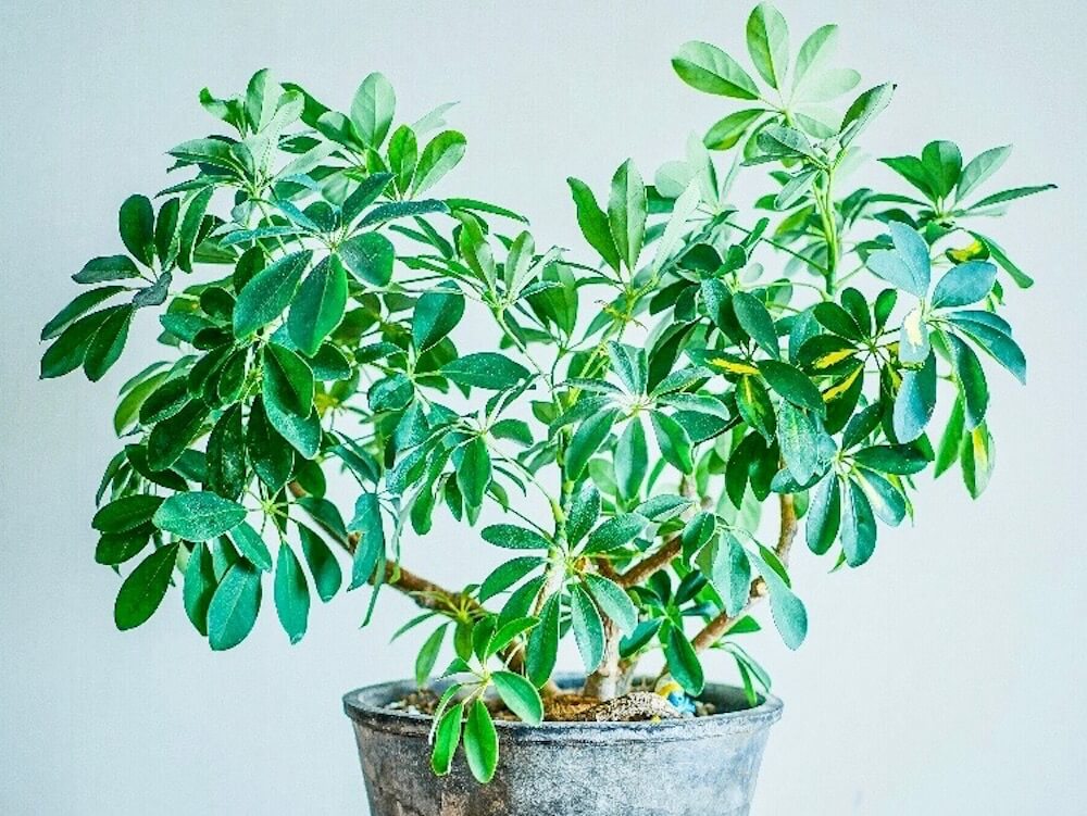 日当たりが悪い部屋におすすめ 日陰でも育つ耐陰性の高い観葉植物16選 Greensnap グリーンスナップ