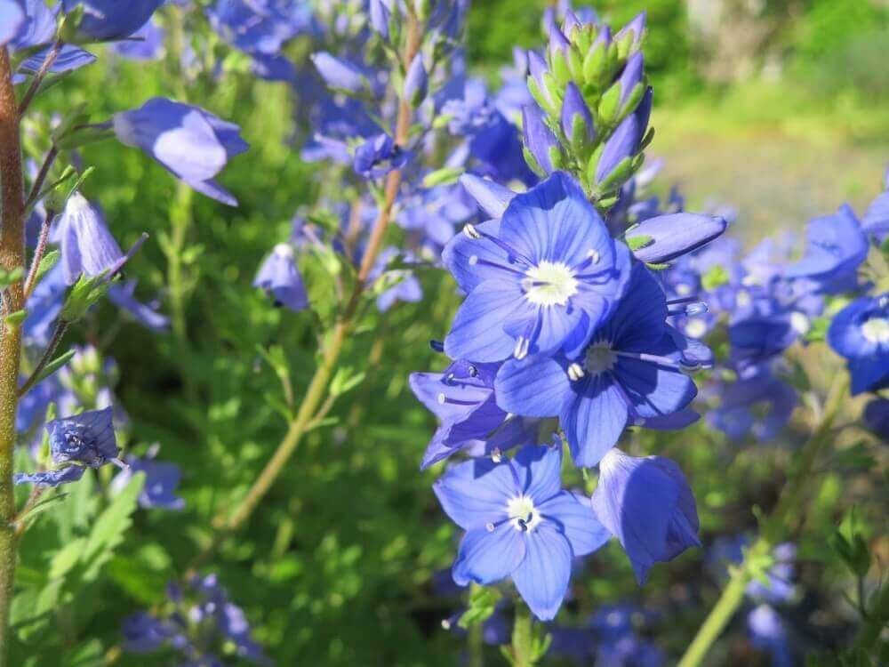 デルフィニウム　青い花