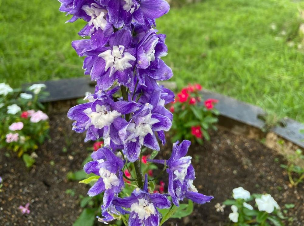 デルフィニウム