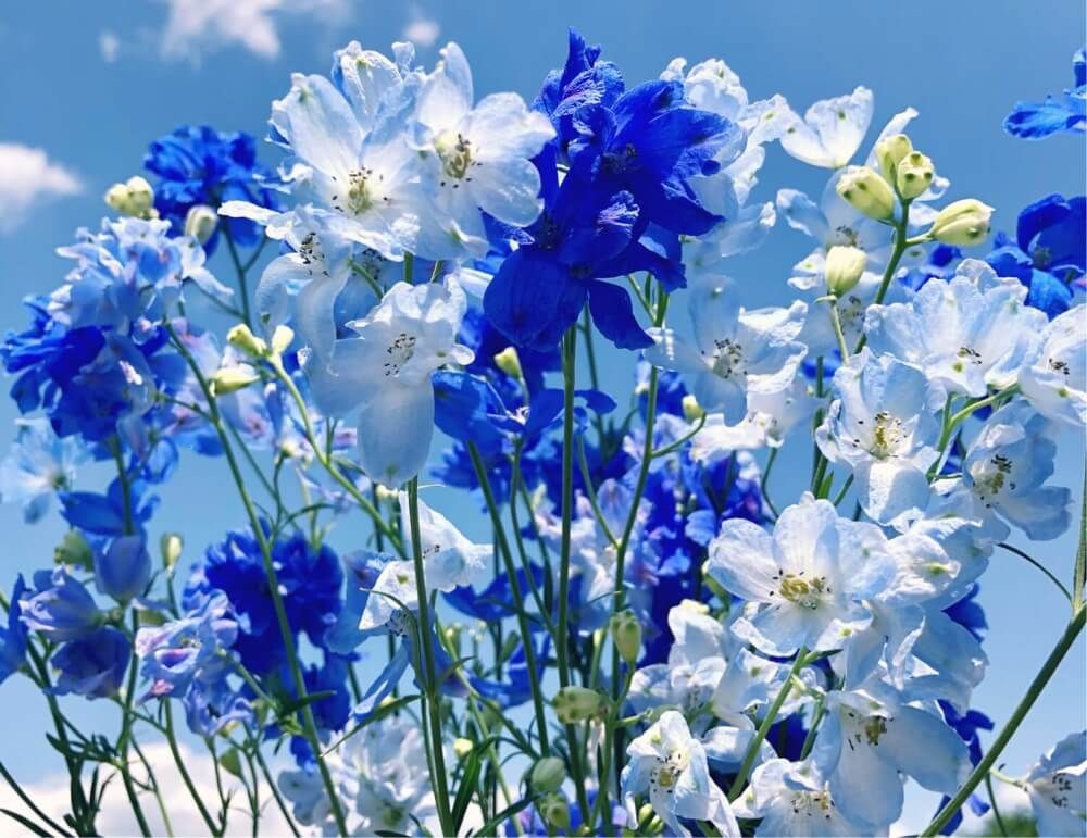 デルフィニウム