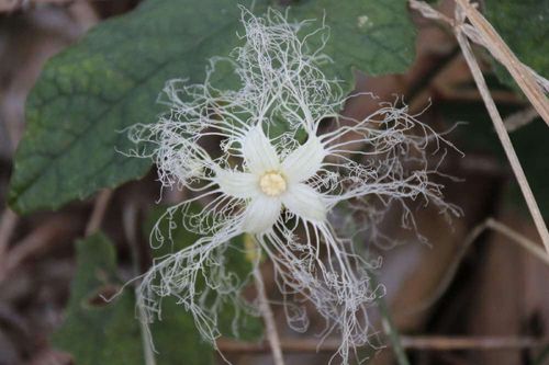 カラスウリ 烏瓜 の花言葉 花の不思議な特徴や種類は Greensnap グリーンスナップ