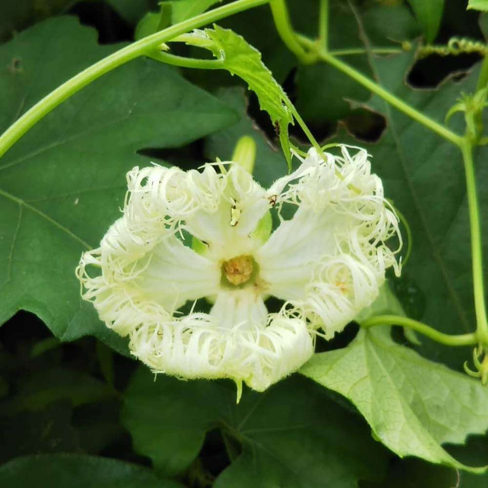 カラスウリ 烏瓜 の花言葉 花の不思議な特徴や種類は Greensnap グリーンスナップ
