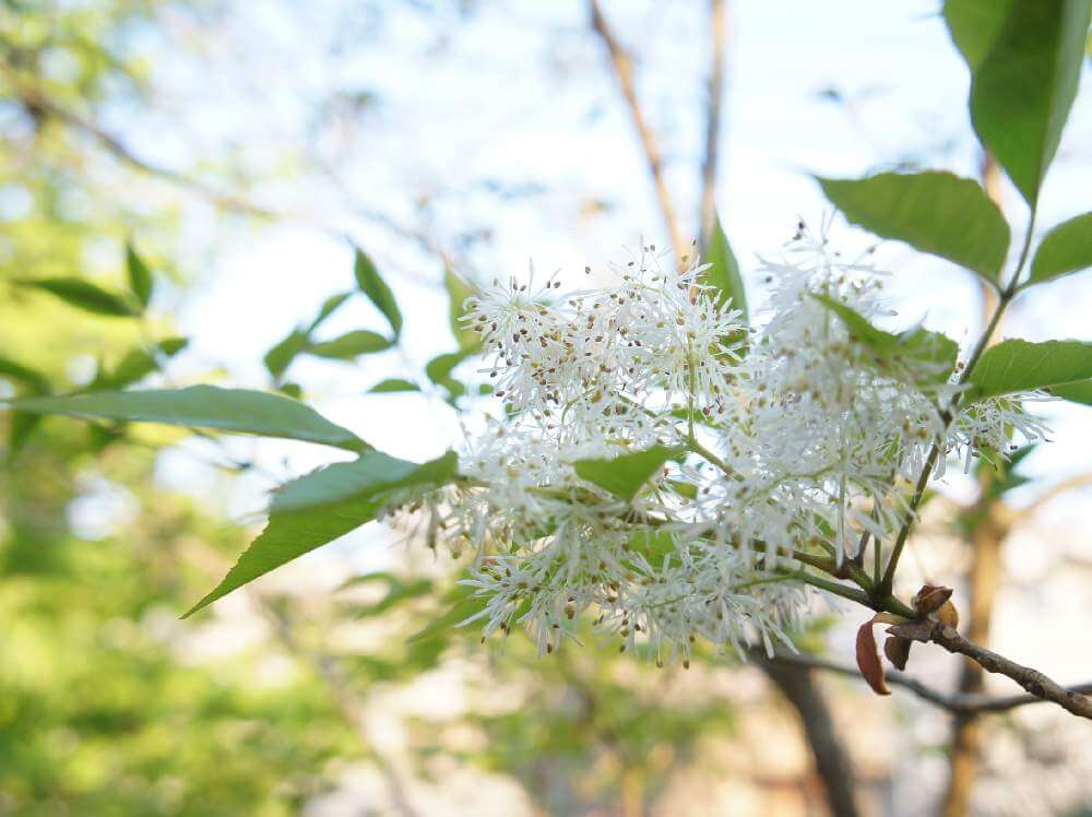 アオダモの花言葉 花や木の特徴 紅葉も楽しめる Greensnap グリーンスナップ