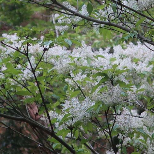 アオダモの花言葉 花や木の特徴 紅葉も楽しめる Greensnap グリーンスナップ