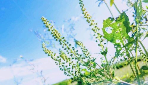 ブタクサの花言葉 意味や花の特徴 花粉症の原因は Greensnap グリーンスナップ