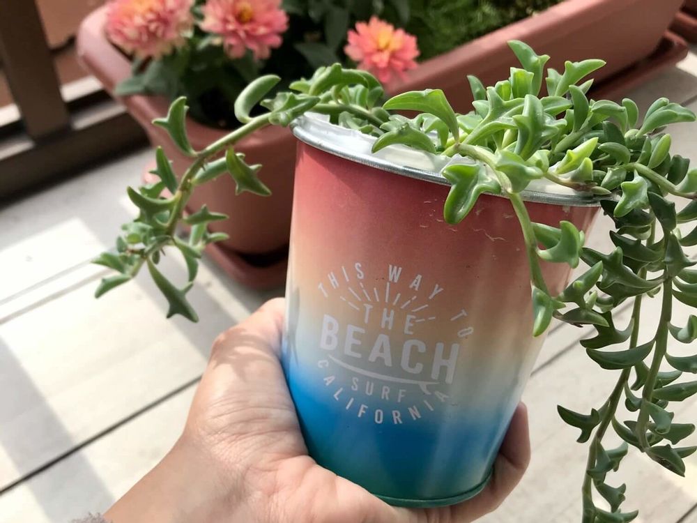 ドルフィンネックレス　鉢植え