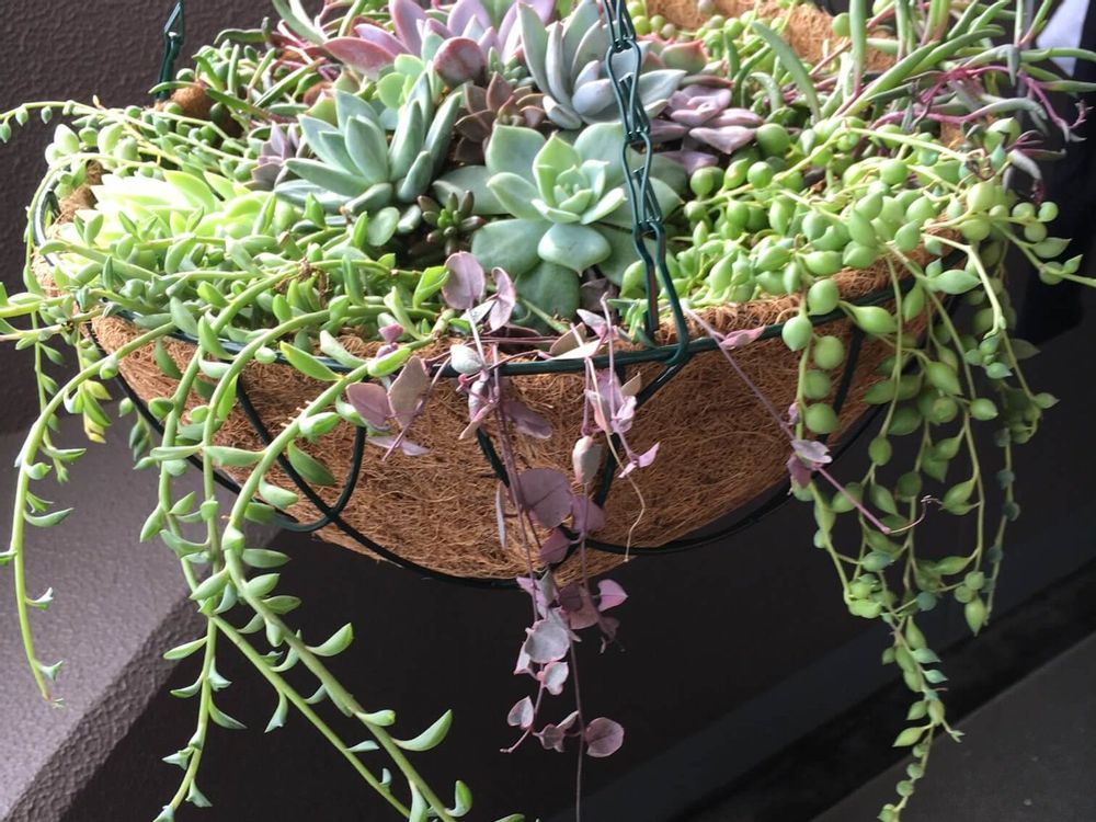 ドルフィンネックレス　寄植え