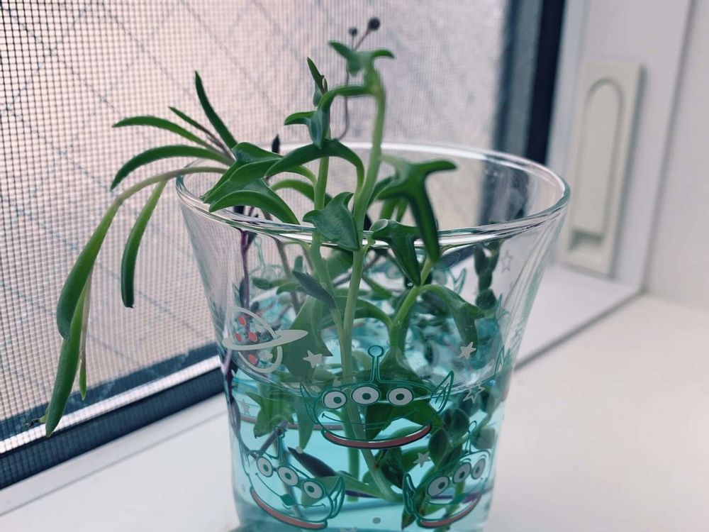 ドルフィンネックレス　ガラス容器