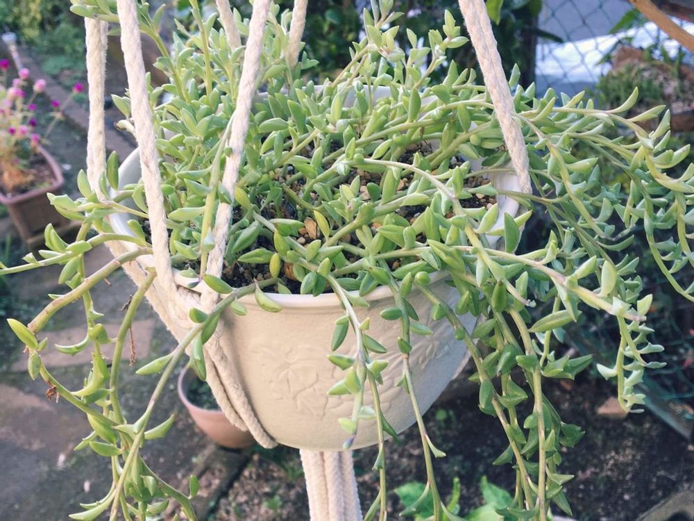 ドルフィンネックレス