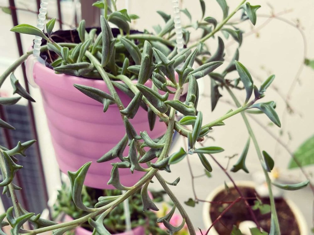 ドルフィンネックレス　鉢植え