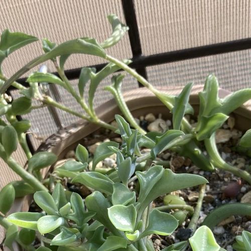 ドルフィンネックレスの育て方 水差しでの増やし方は 植え替えは必要 Greensnap グリーンスナップ