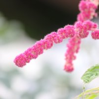 アマランサスの花言葉｜意味や由来は？花や葉の特徴、栄養は？の画像