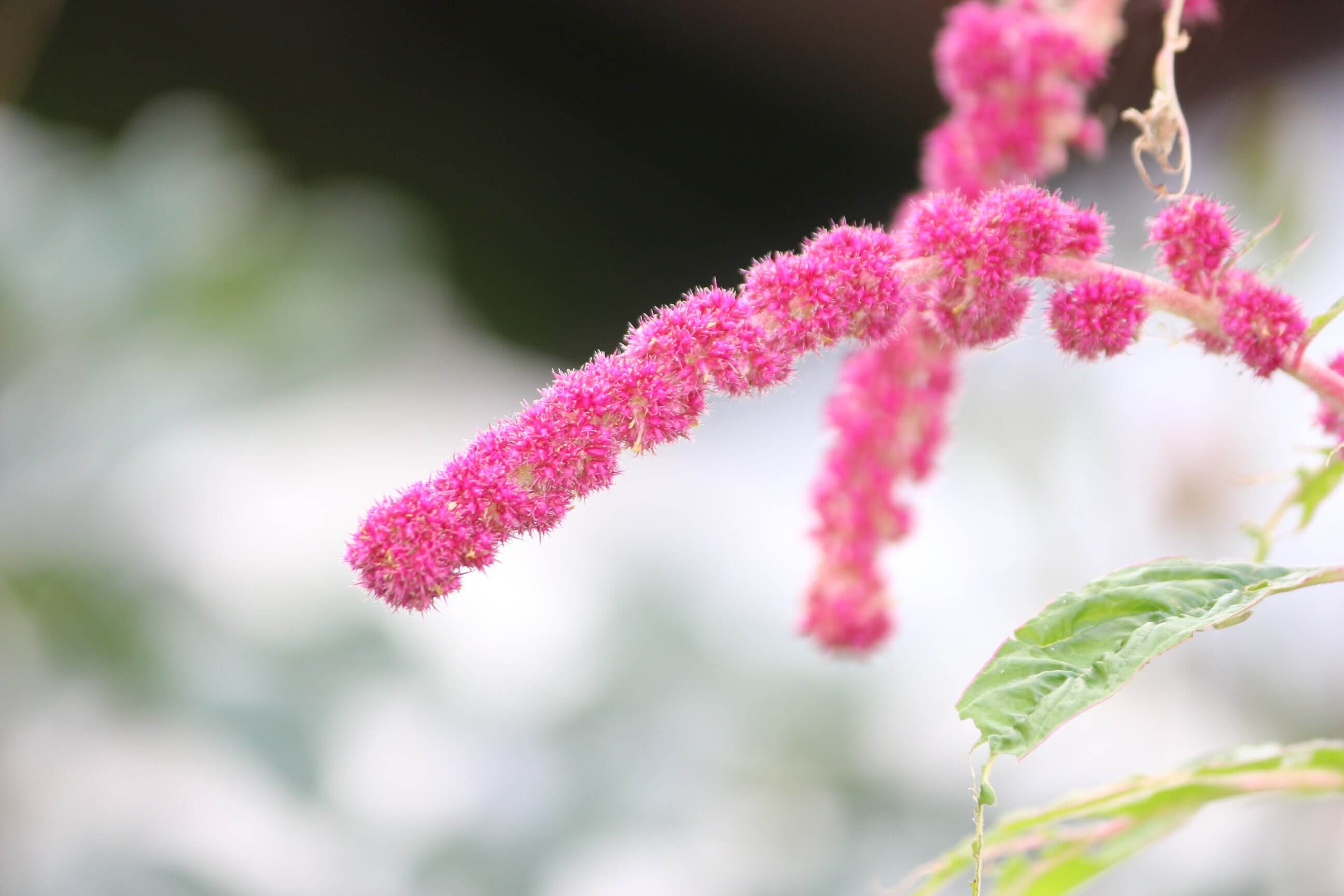 アマランサスの花言葉 意味や由来は 花や葉の特徴 栄養は Greensnap グリーンスナップ