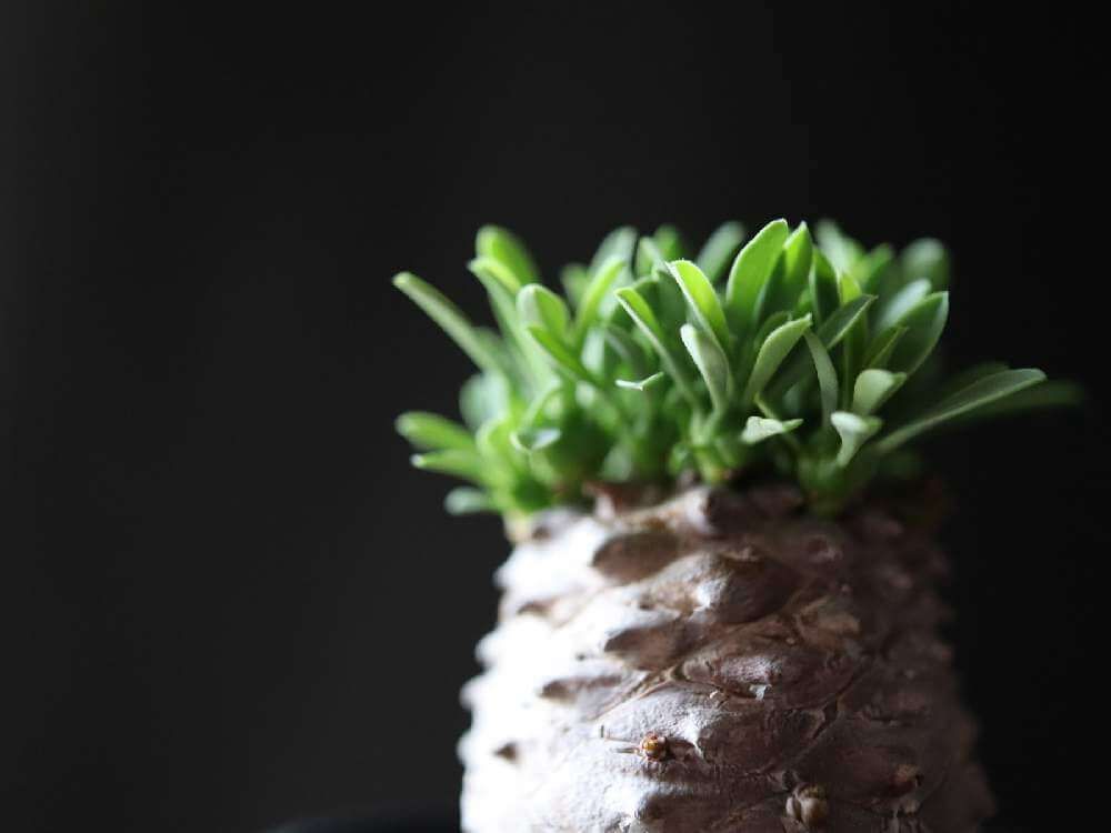 ユーフォルビア　株