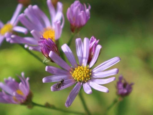 シオン 紫苑 の花言葉 色ごとに意味はある 花の特徴 種類は Greensnap グリーンスナップ