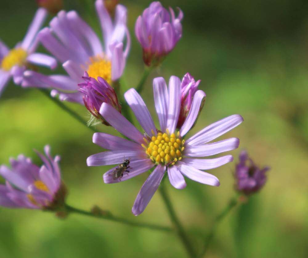 シオン 紫苑 の花言葉 意味や花の特徴 種類は Greensnap グリーンスナップ