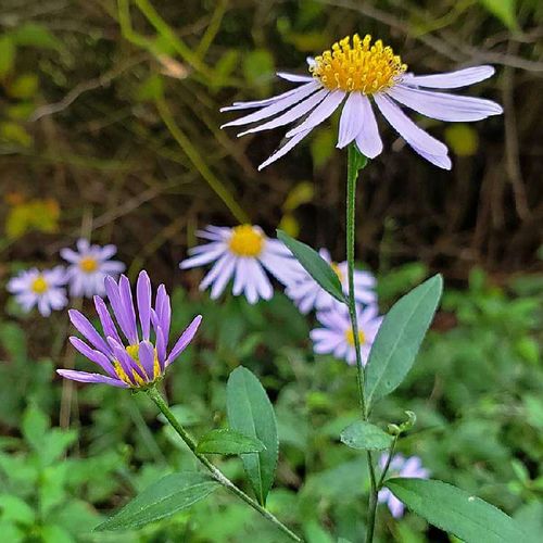 シオン 紫苑 の花言葉 意味や花の特徴 種類は Greensnap グリーンスナップ