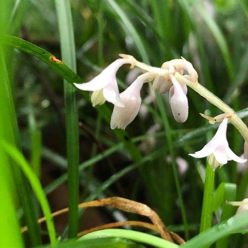 リュウノヒゲ 龍の髭 の花言葉 花や実の特徴 グランドカバーおすすめ Greensnap グリーンスナップ