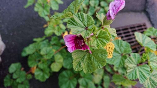 ゼニアオイ 銭葵 の花言葉 花の特徴やハーブとしての効能は Greensnap グリーンスナップ