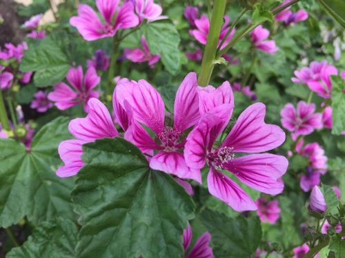 ゼニアオイ 銭葵 の花言葉 花の特徴やハーブとしての効能は Greensnap グリーンスナップ