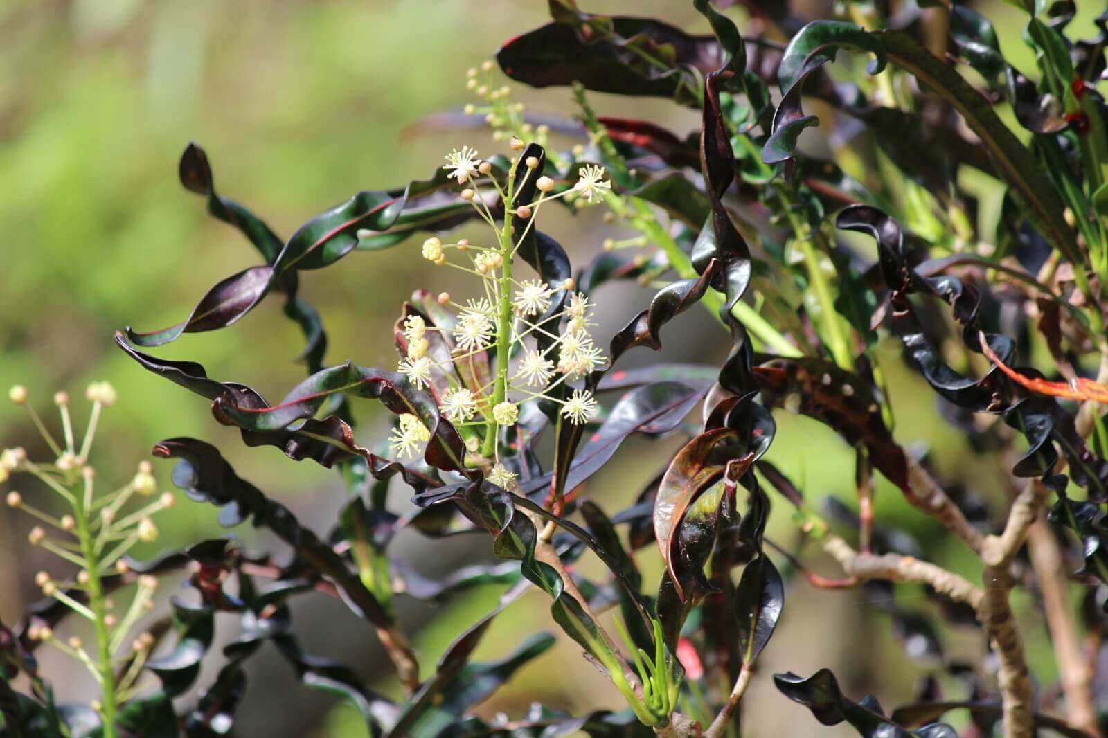 クロトンの花言葉 花や葉の特徴 人気の種類や風水は Greensnap グリーンスナップ