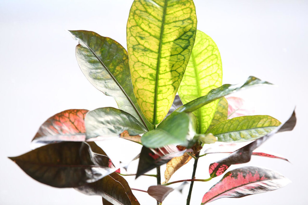 クロトンの花言葉 花や葉の特徴 人気の種類や風水は Greensnap グリーンスナップ