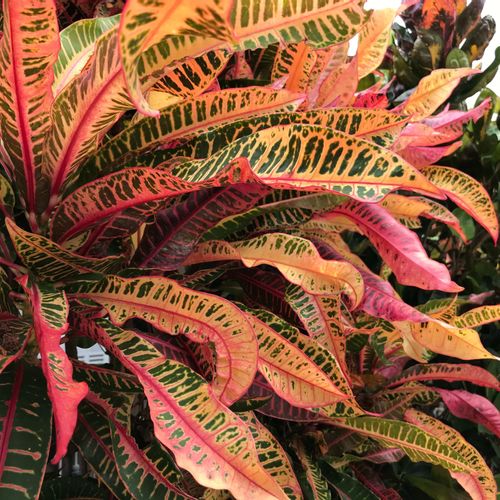 クロトンの花言葉 花や葉の特徴 人気の種類や風水は Greensnap グリーンスナップ