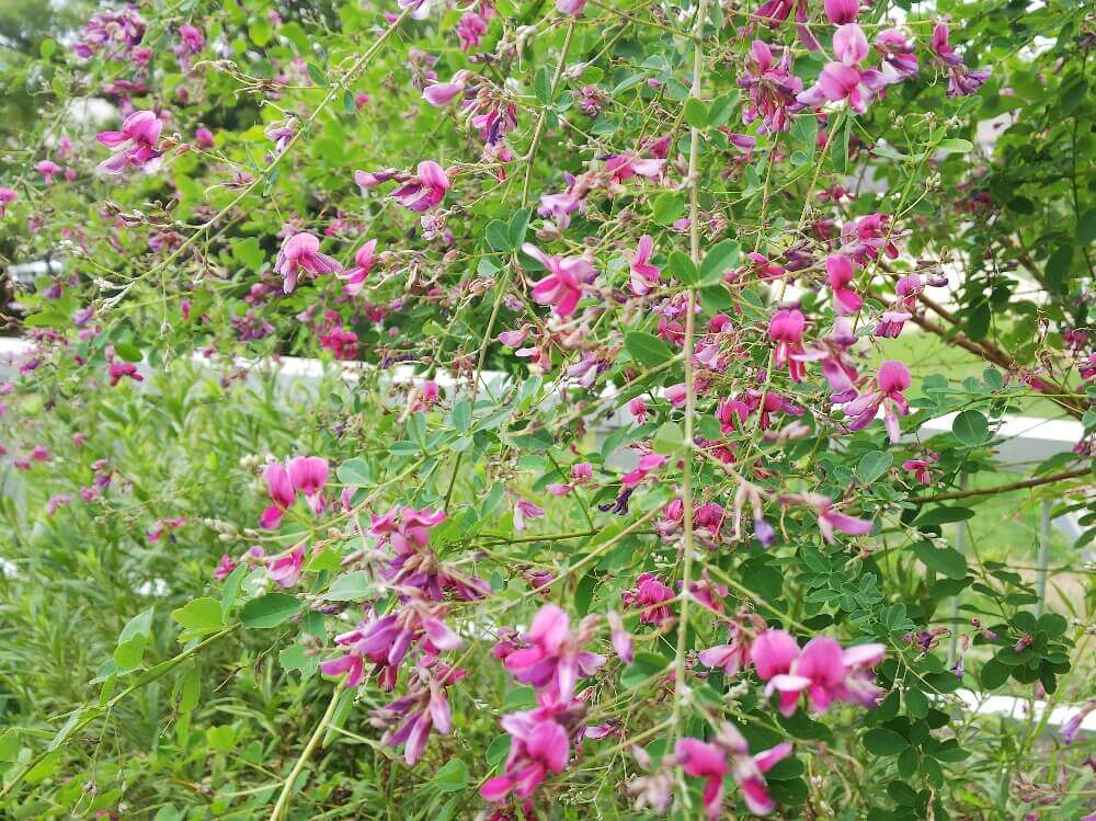 萩 ハギ の花言葉 意味や由来は 花の季節や特徴 種類は Greensnap グリーンスナップ