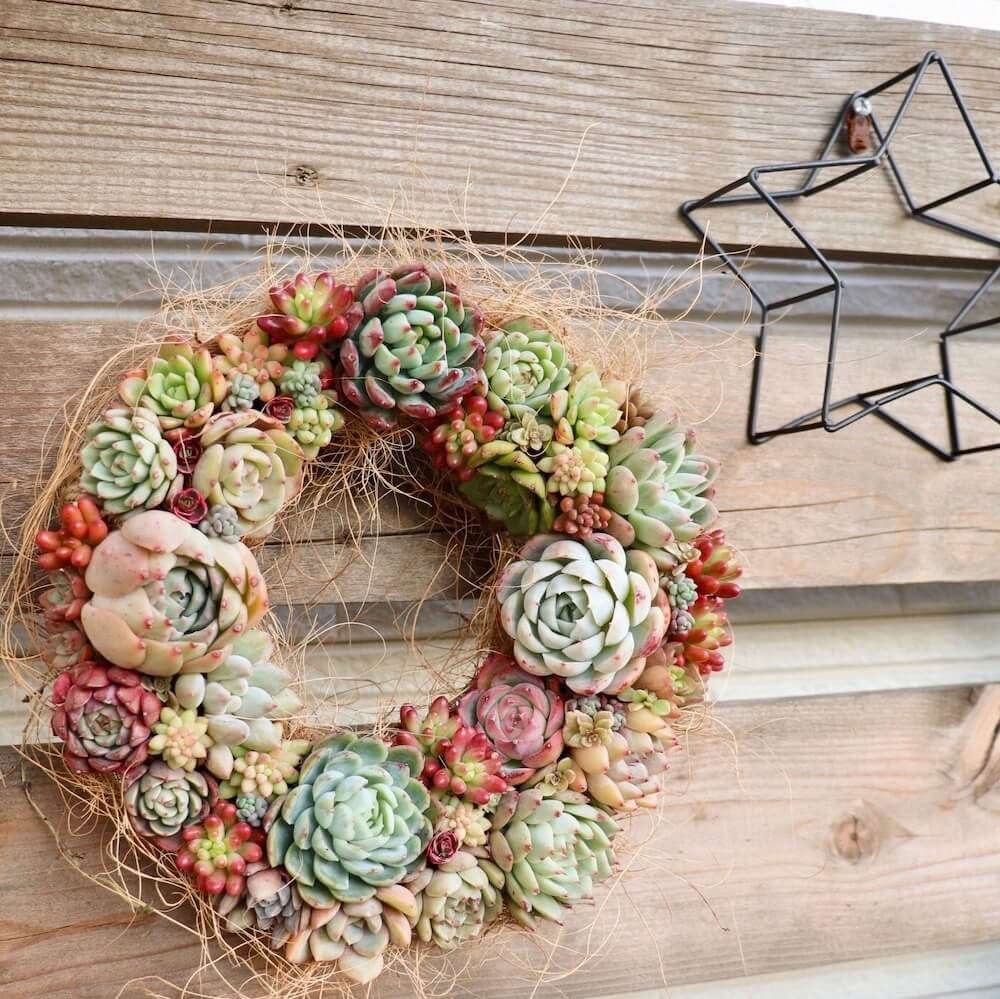 多肉植物　壁掛け　インテリア　