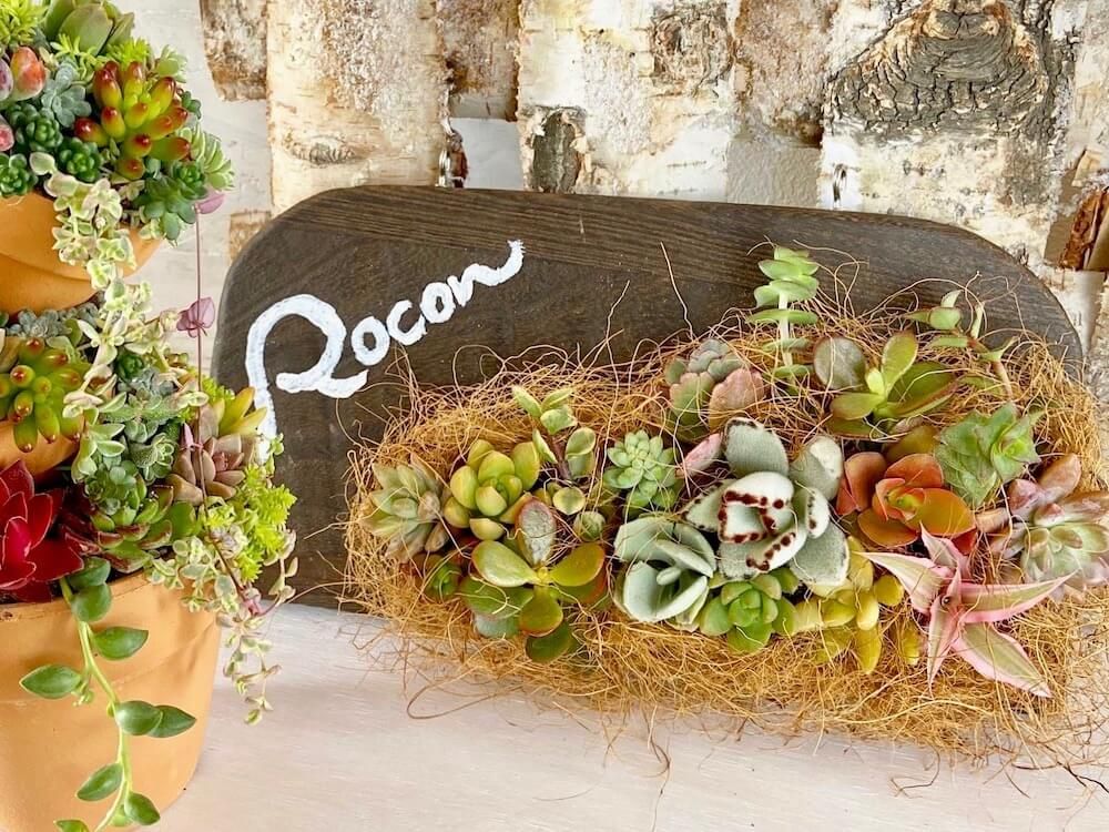 多肉植物　壁掛け　インテリア　