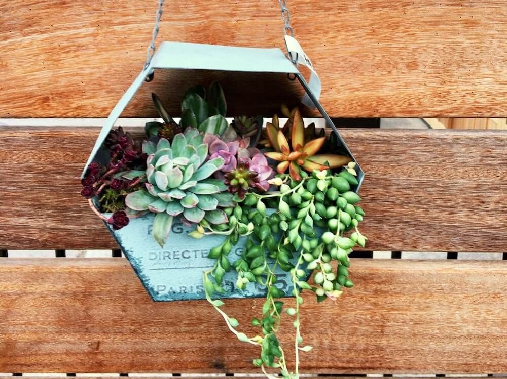 多肉植物　壁掛け　インテリア　