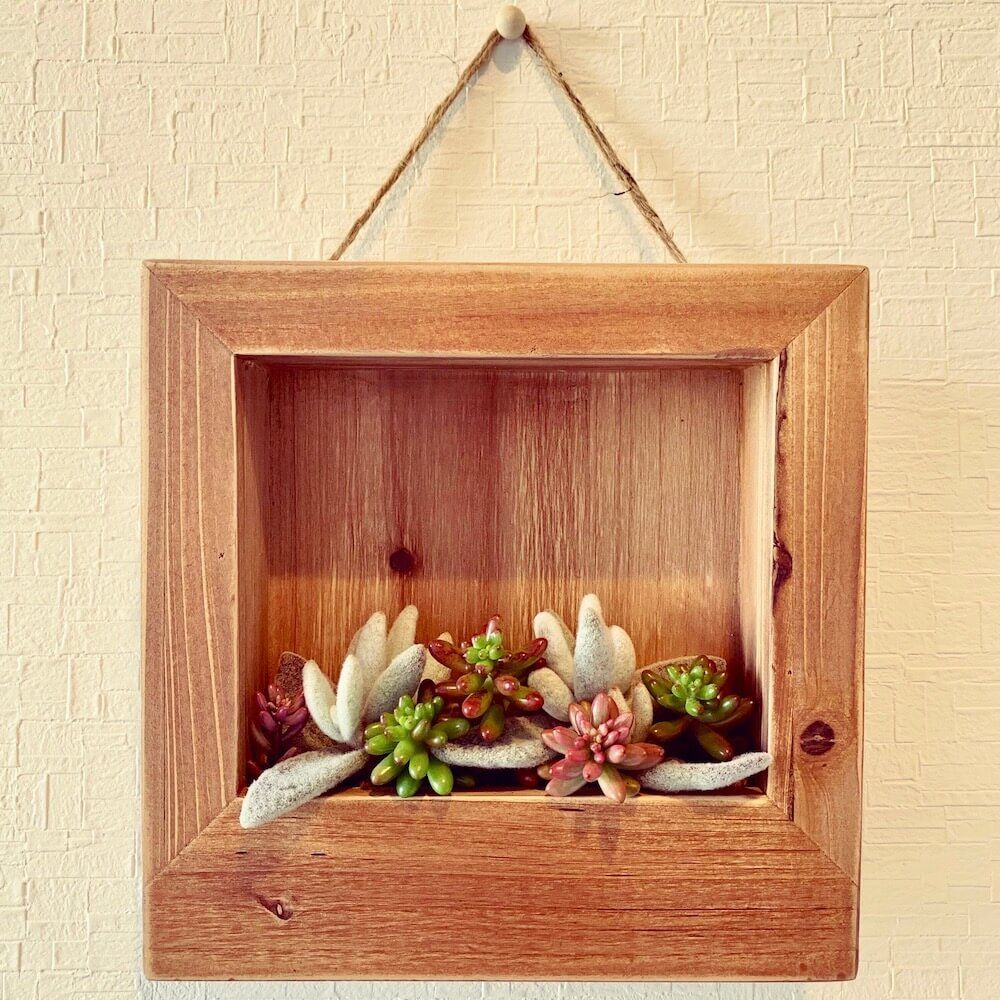 多肉植物　壁掛け　インテリア　