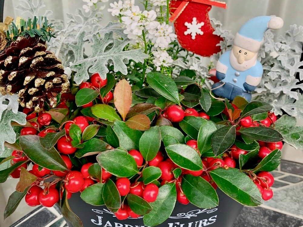 チェッカーベリー　寄植え