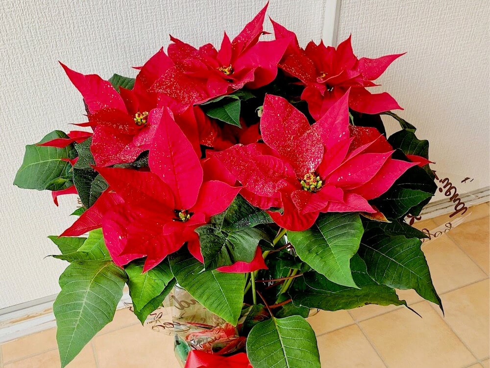 クリスマスの花といえば プレゼントにもおすすめな植物10選 Greensnap グリーンスナップ