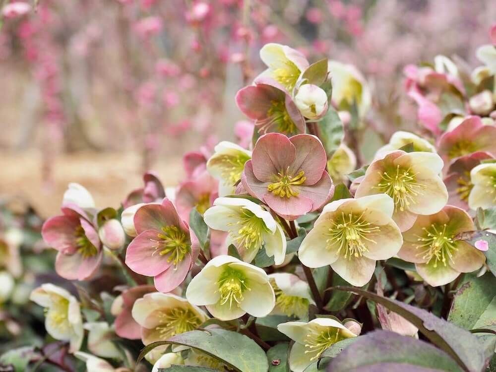 クリスマスローズ