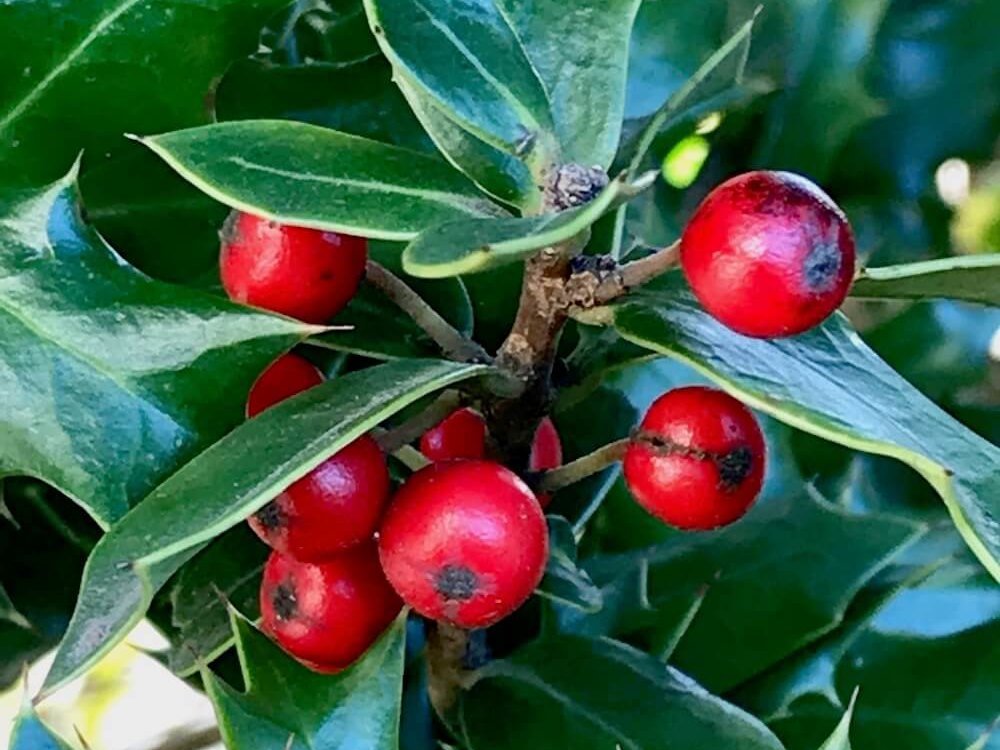 冬のガーデニングにおすすめ 赤い実をつける植物10選 Greensnap グリーンスナップ