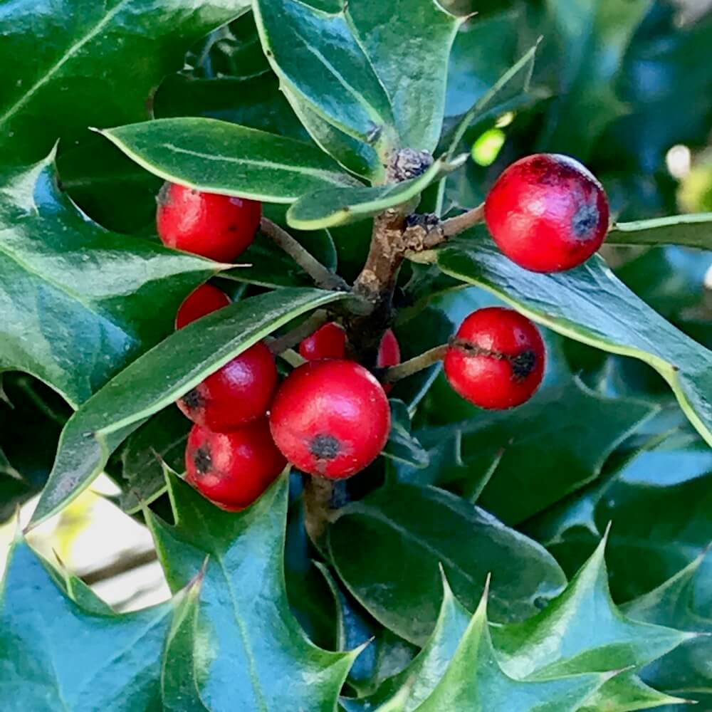 冬のガーデニングにおすすめ 赤い実をつける植物8選 Greensnap グリーンスナップ