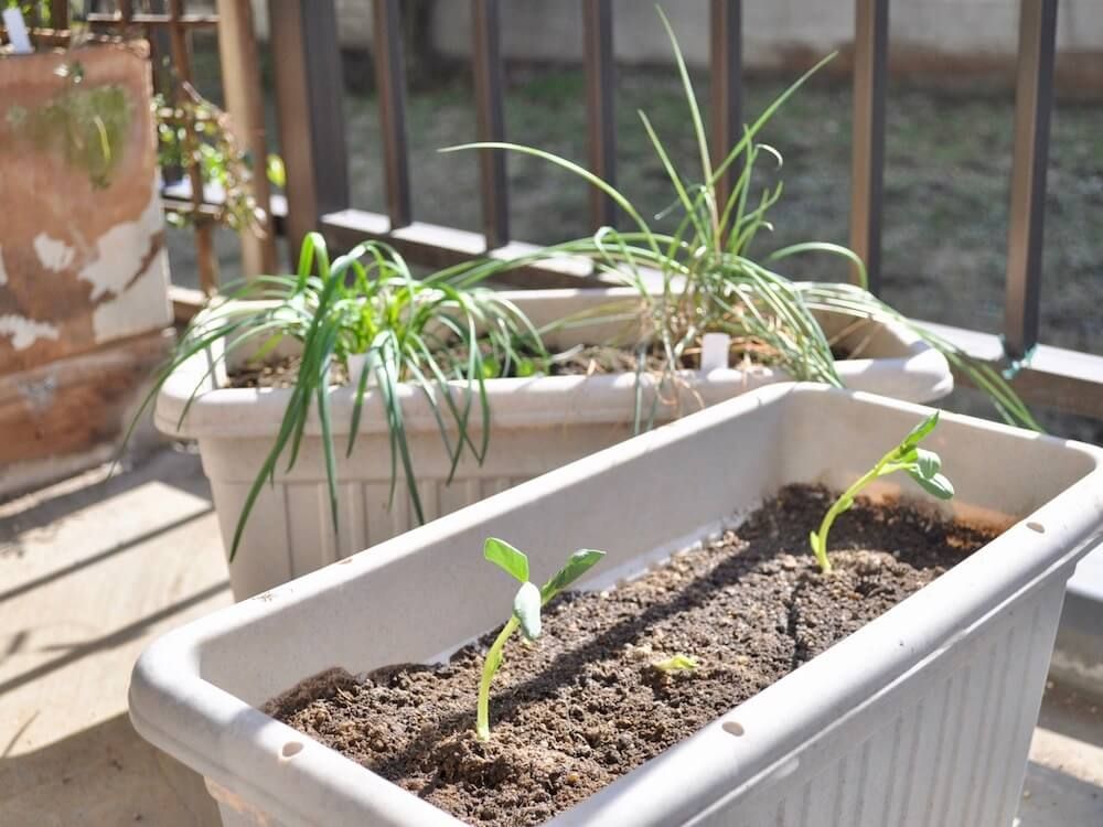 エシャレット　ラッキョウ　家庭菜園