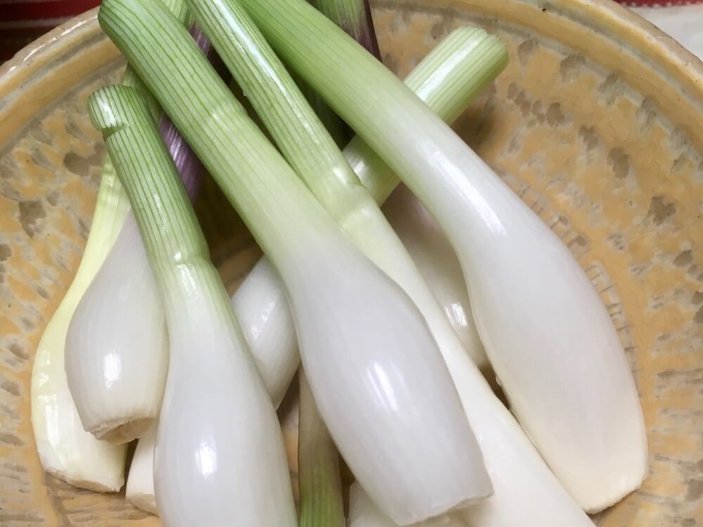エシャレット　ラッキョウ　家庭菜園