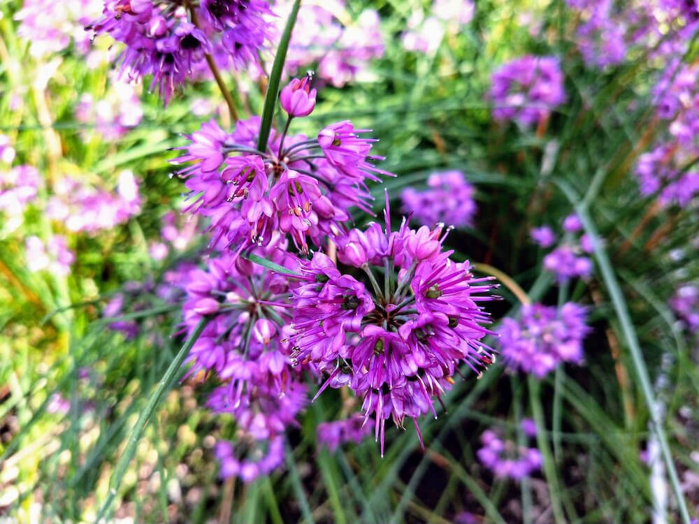 エシャレット　ラッキョウ　家庭菜園