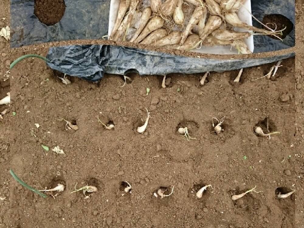 エシャレット　ラッキョウ　家庭菜園