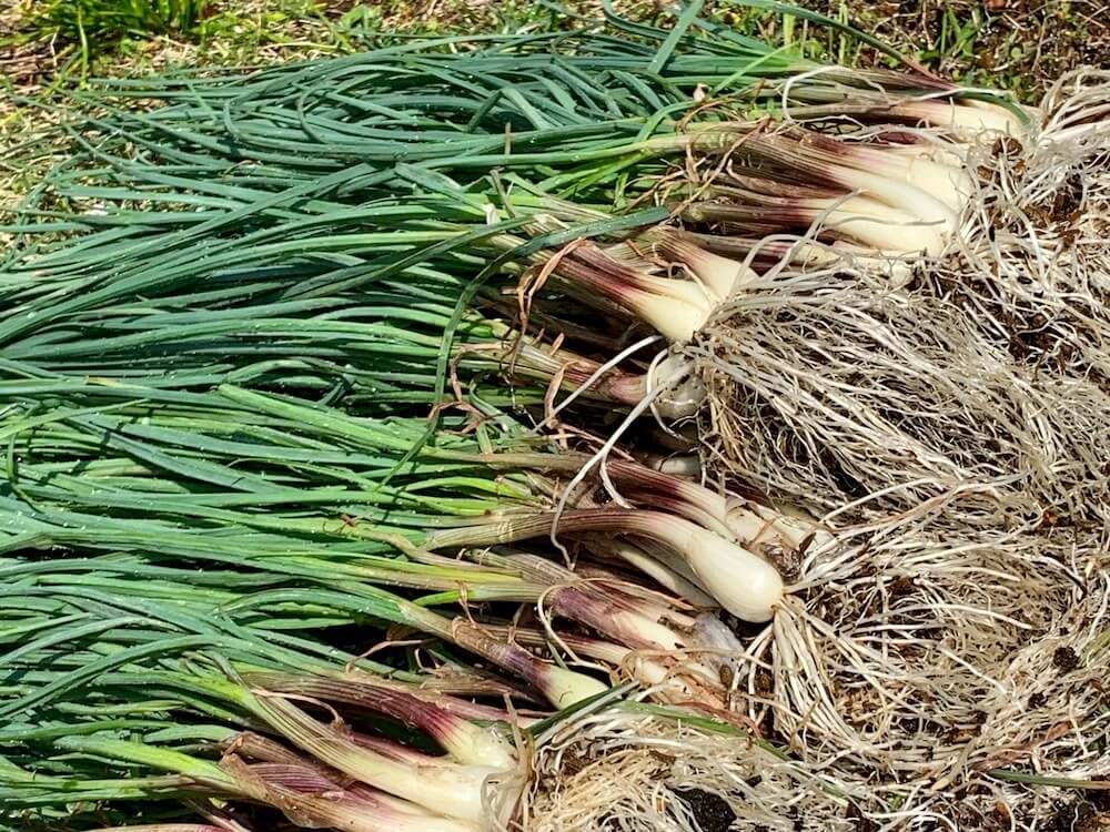 エシャレット　ラッキョウ　家庭菜園